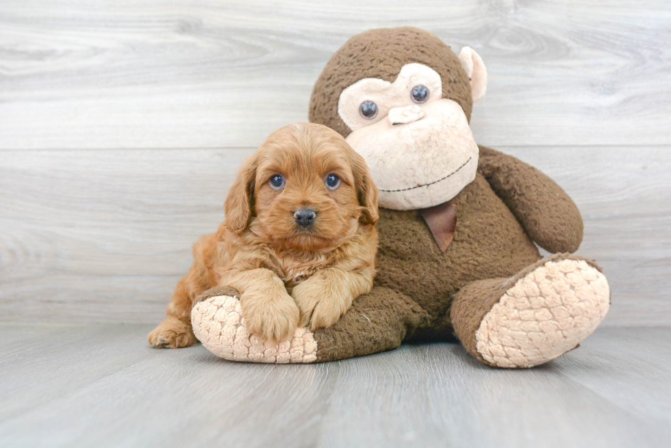 Cavapoo Pup Being Cute