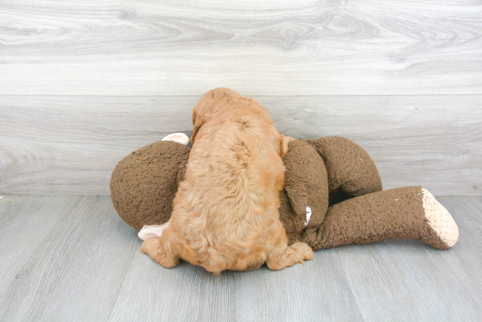 Adorable Cavoodle Poodle Mix Puppy