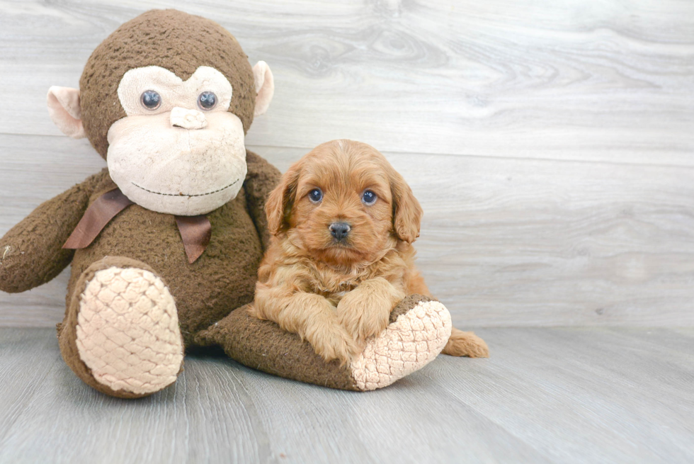 Best Cavapoo Baby