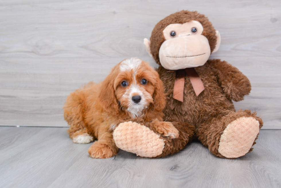 Cavapoo Pup Being Cute