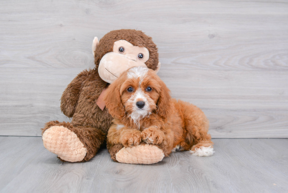 Best Cavapoo Baby