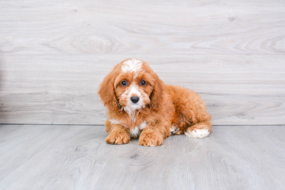 Cavapoo Pup Being Cute