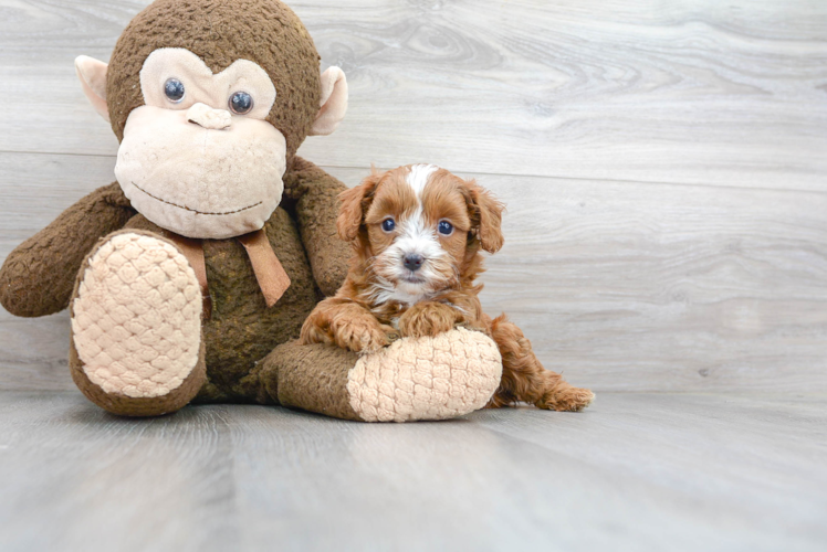 Playful Cavoodle Poodle Mix Puppy