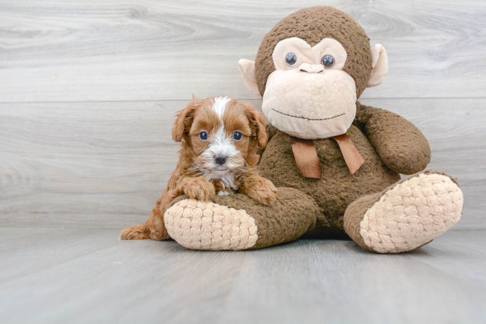 Playful Cavoodle Poodle Mix Puppy