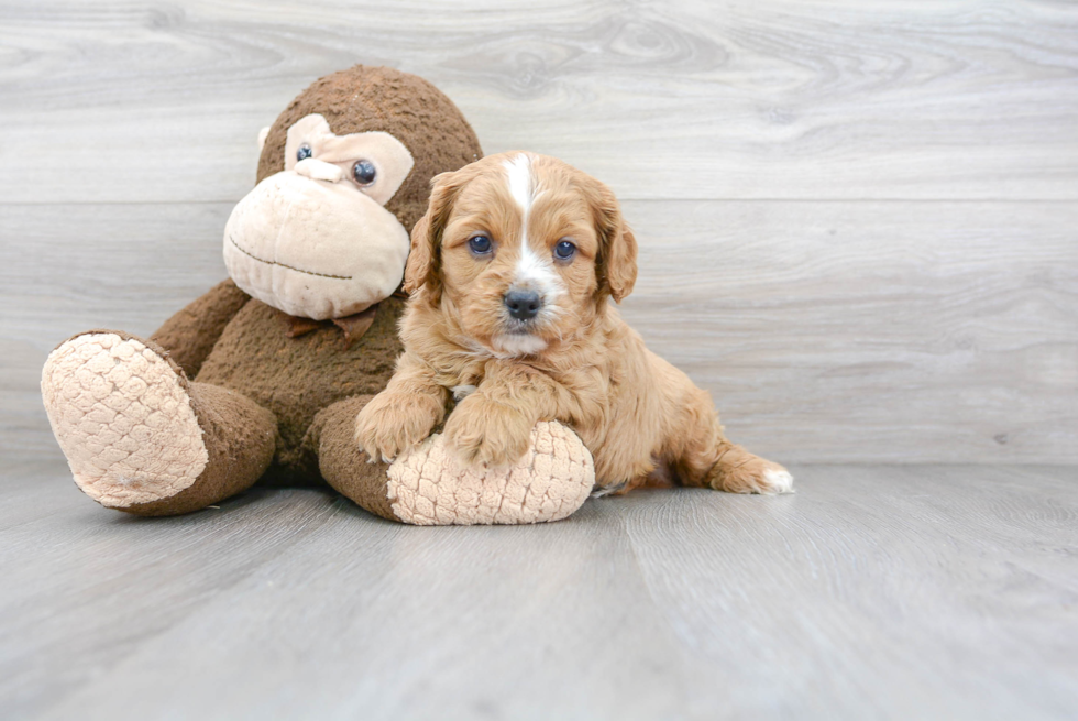 Sweet Cavapoo Baby