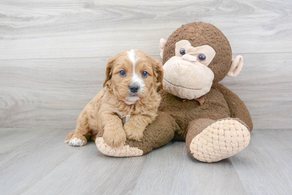 Cavapoo Pup Being Cute