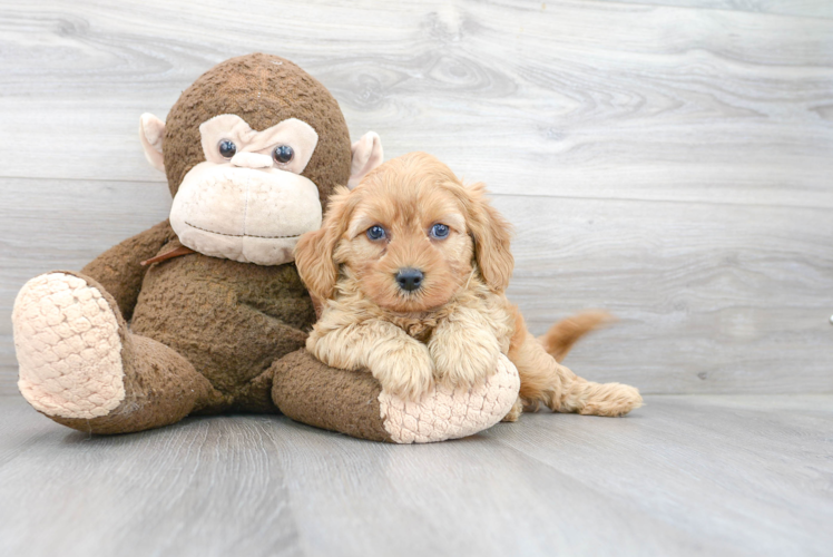 Cute Cavapoo Baby