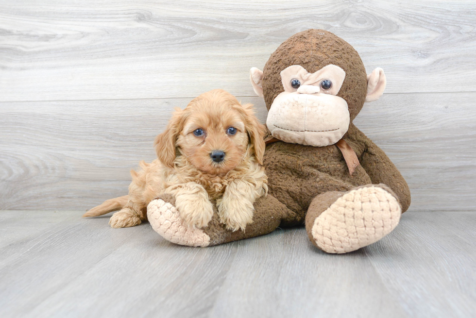 Best Cavapoo Baby