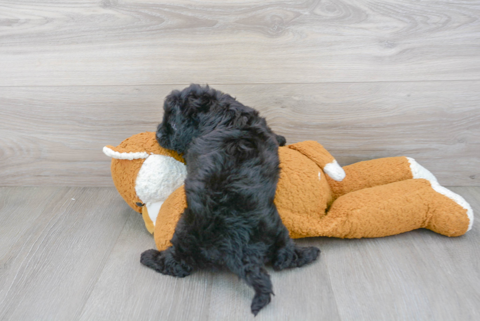 Cavapoo Puppy for Adoption