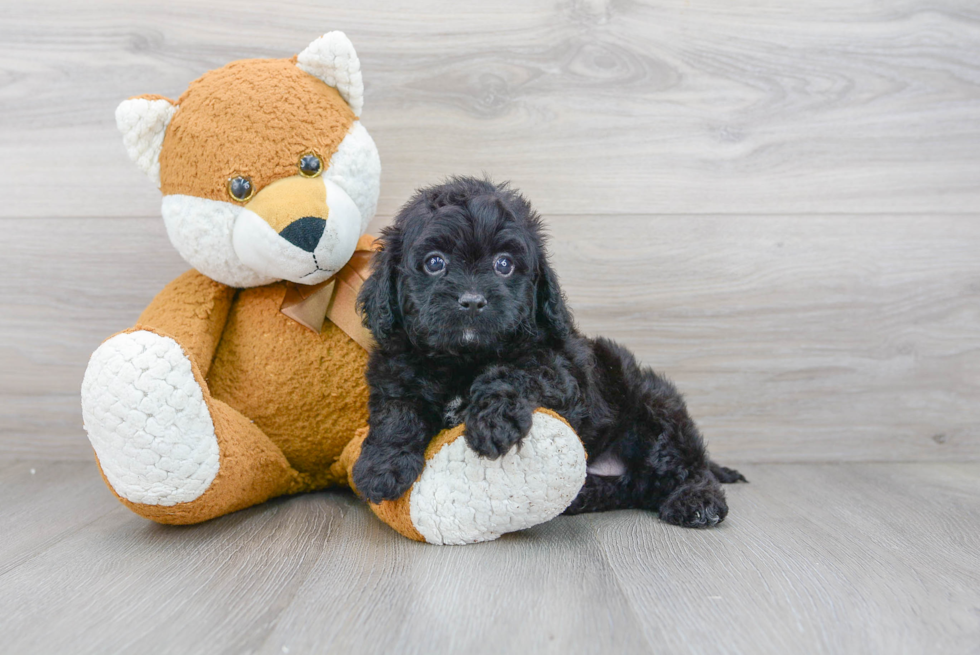 Cavapoo Puppy for Adoption