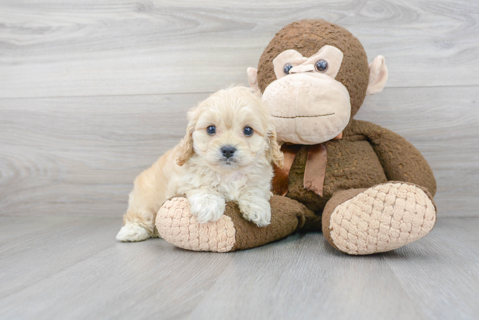 Small Cavapoo Baby