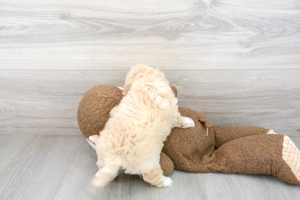 Playful Cavoodle Poodle Mix Puppy