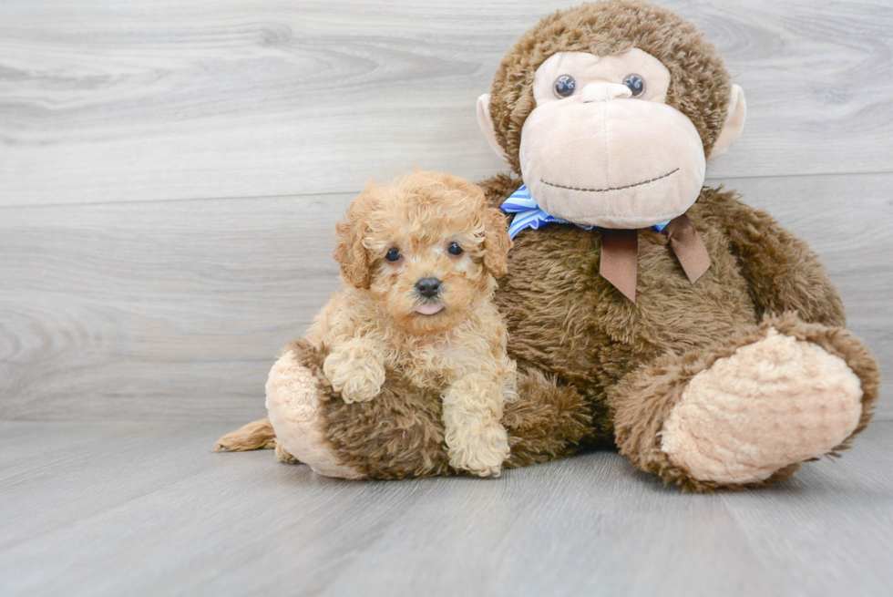 Sweet Cavapoo Baby