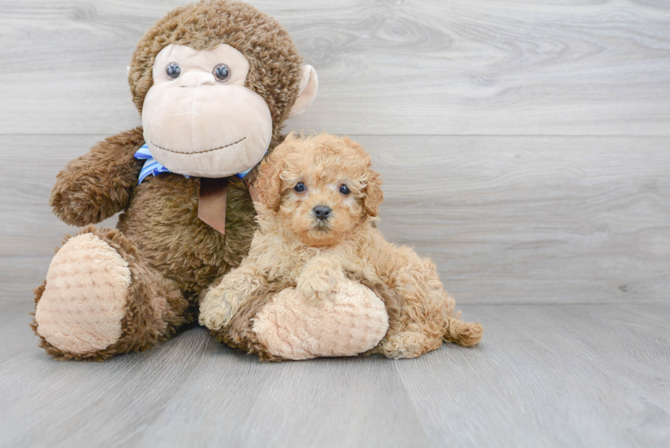 Best Cavapoo Baby