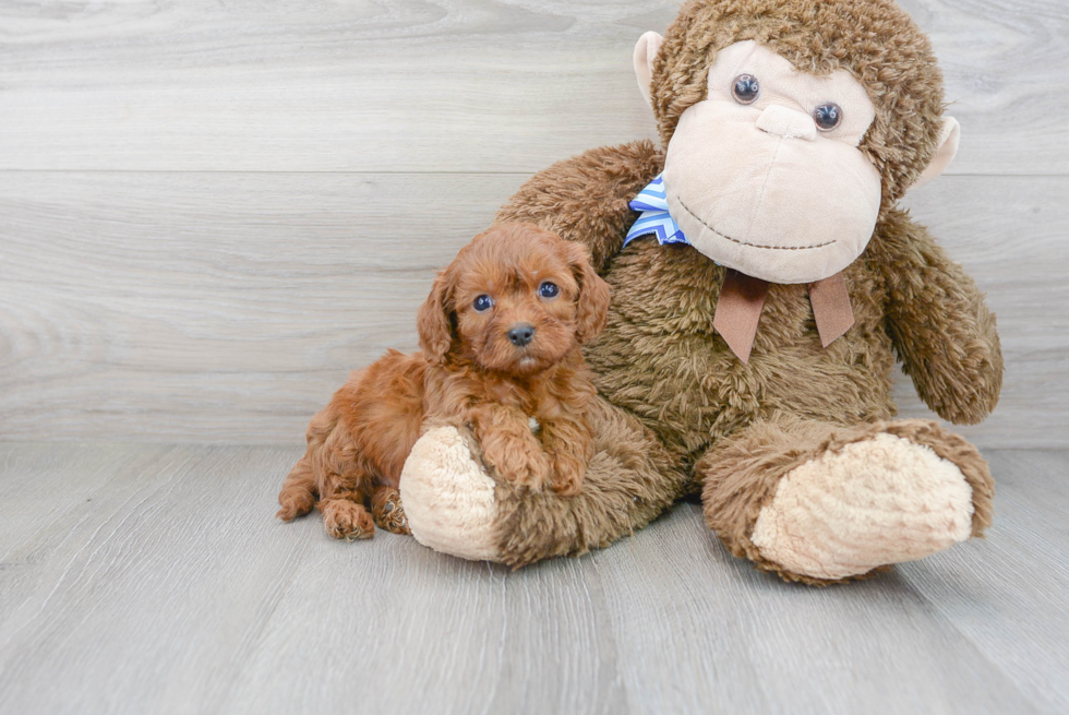 Best Cavapoo Baby