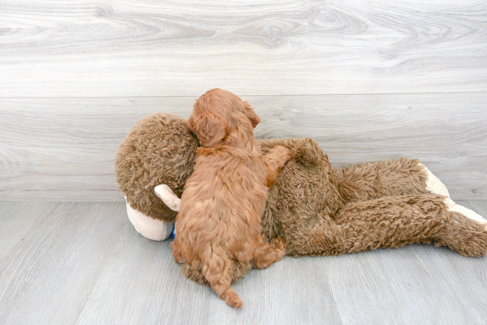 Cavapoo Pup Being Cute