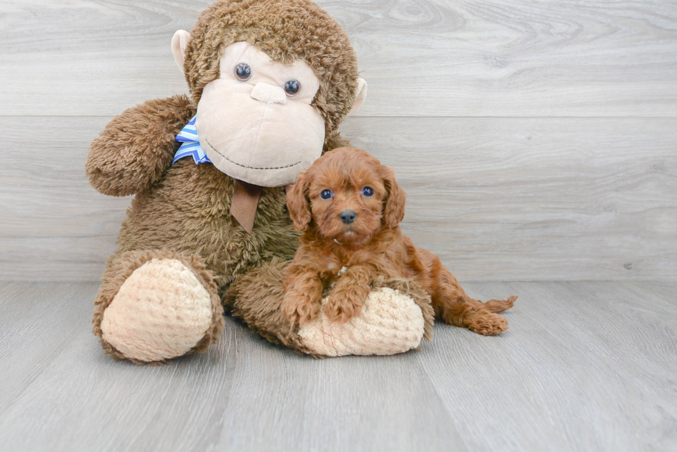 Cavapoo Puppy for Adoption