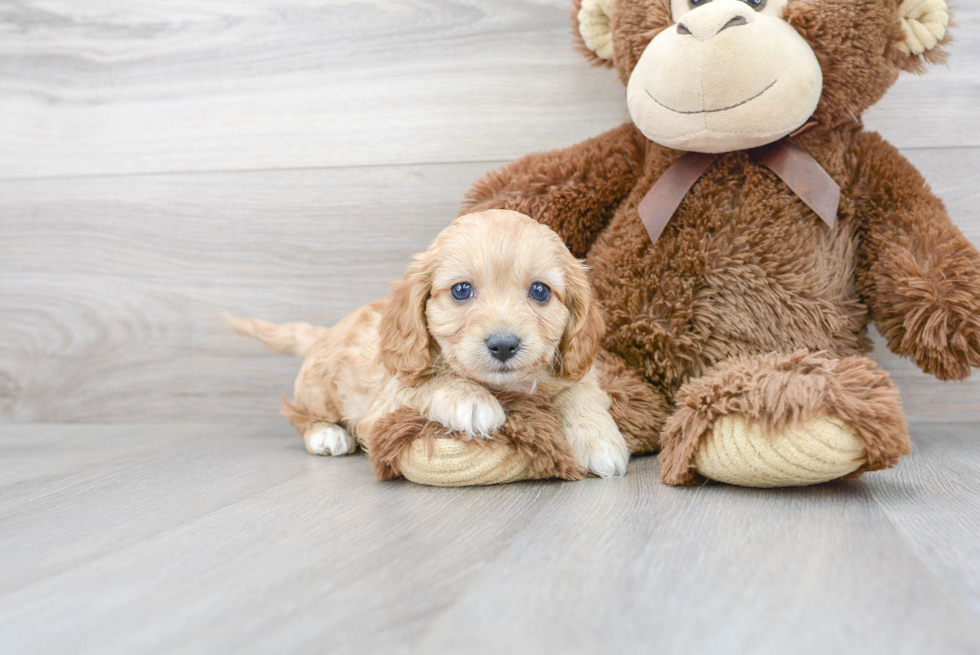 Cute Cavapoo Baby