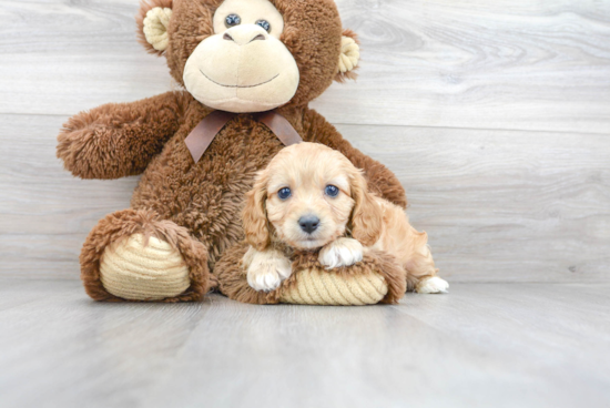 Best Cavapoo Baby