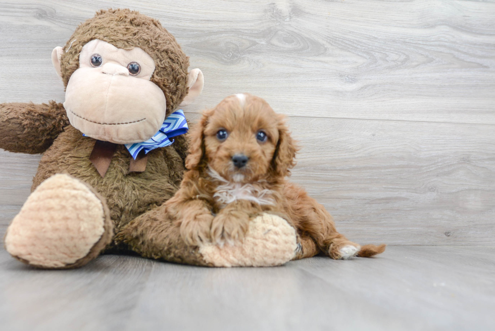 Cavapoo Puppy for Adoption