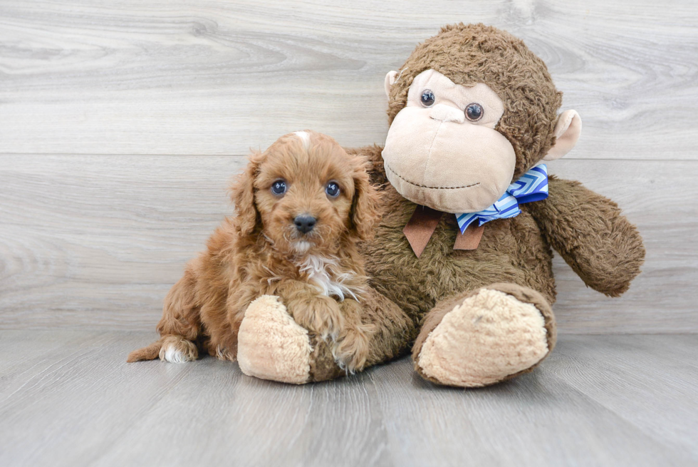 Happy Cavapoo Baby