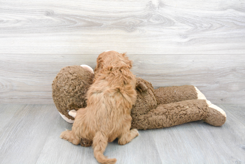 Cavapoo Puppy for Adoption