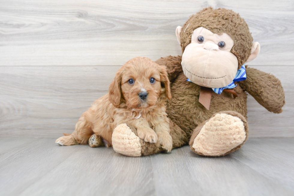 Popular Cavapoo Poodle Mix Pup