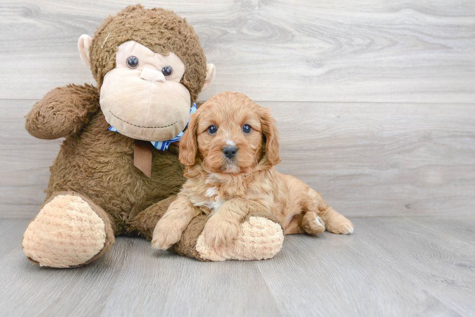 Little Cavoodle Poodle Mix Puppy