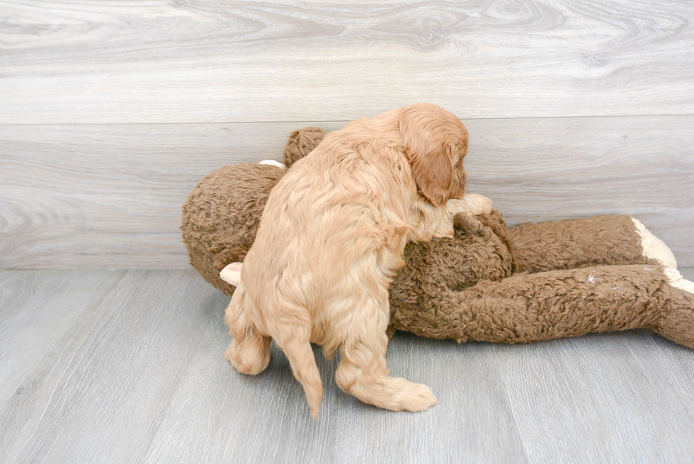 Funny Cavapoo Poodle Mix Pup