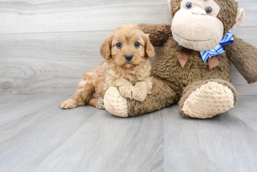 Cavapoo Pup Being Cute