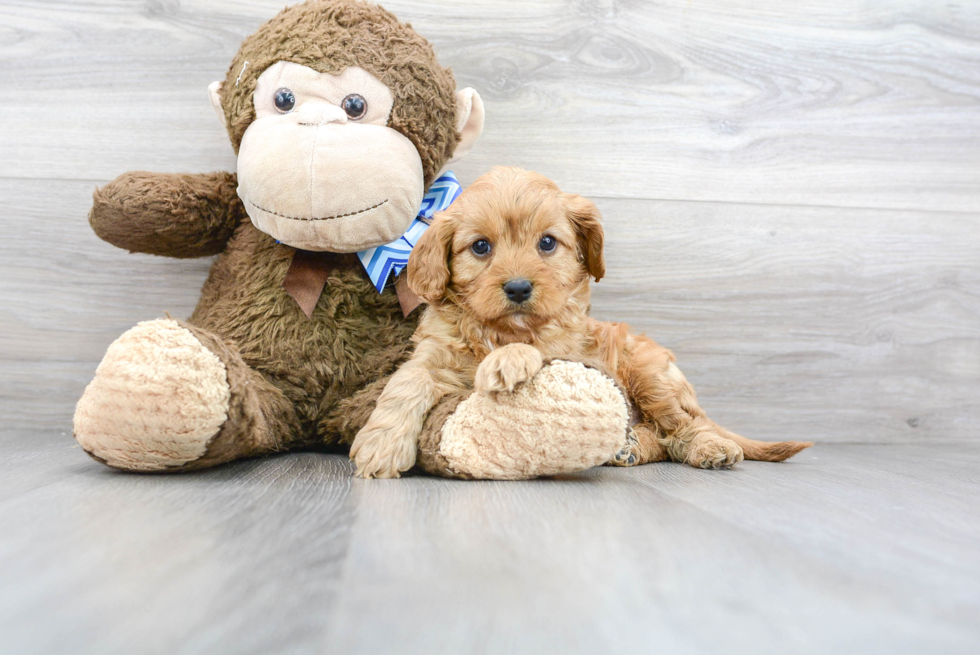 Best Cavapoo Baby