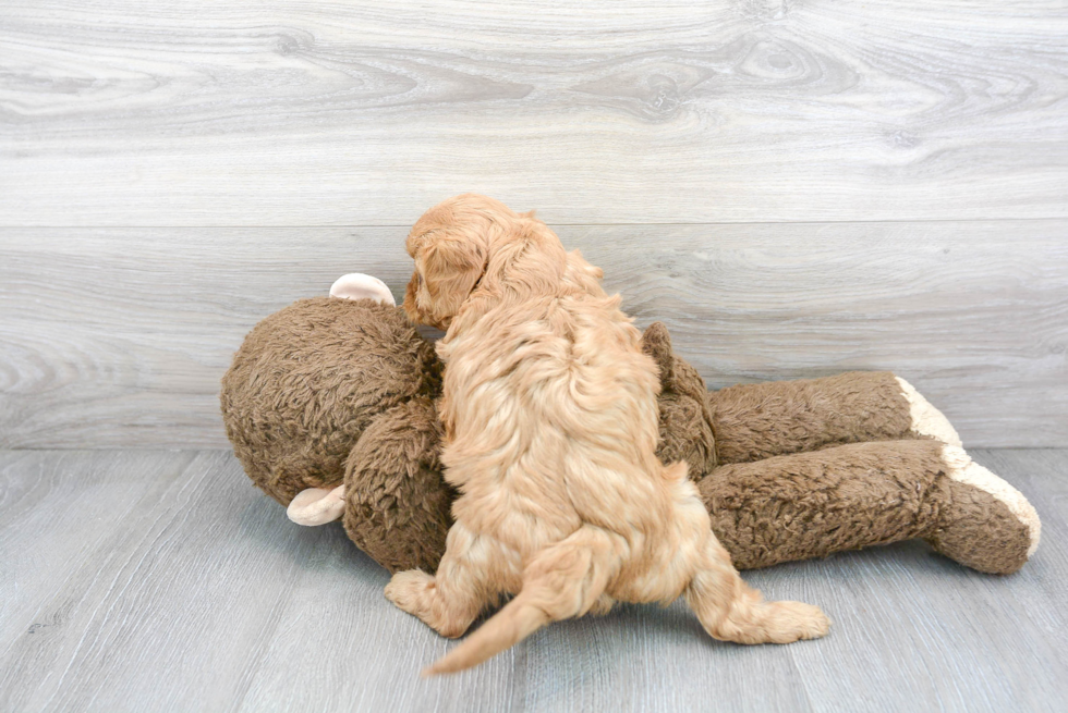 Cavapoo Pup Being Cute