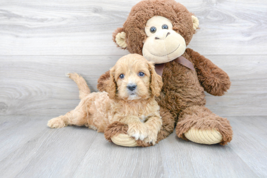 Petite Cavapoo Poodle Mix Pup