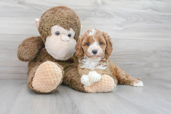 Happy Cavapoo Baby