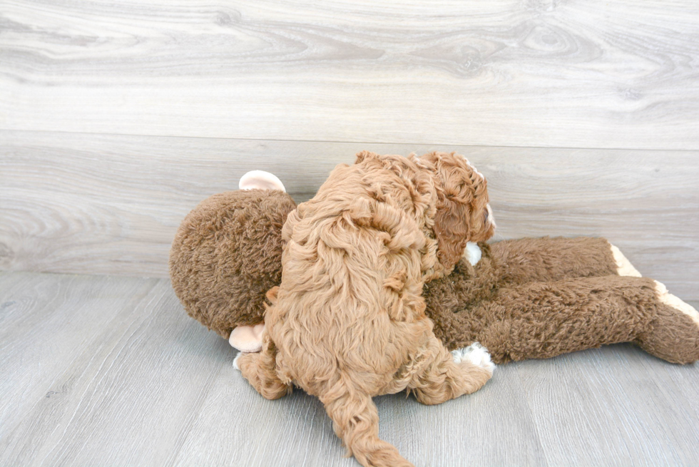 Petite Cavapoo Poodle Mix Pup