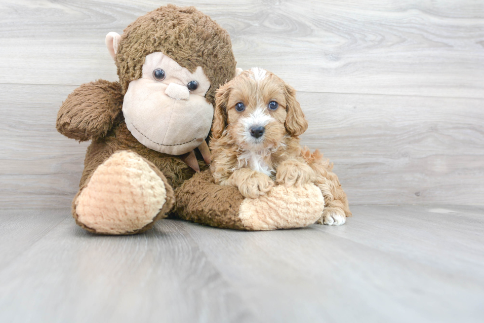 Best Cavapoo Baby