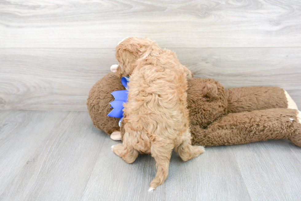 Cavapoo Pup Being Cute