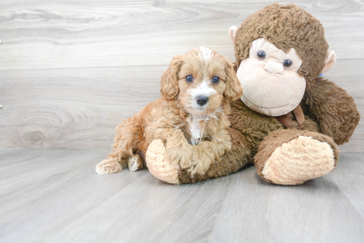 Cavapoo Puppy for Adoption