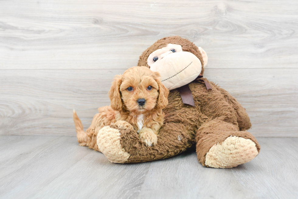 Sweet Cavapoo Baby