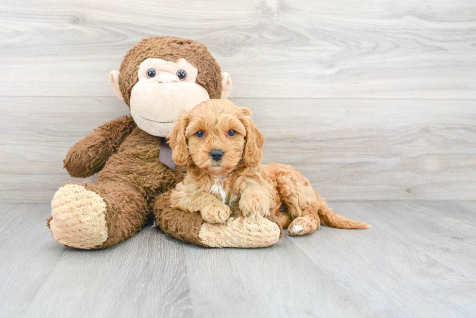 Playful Cavoodle Poodle Mix Puppy