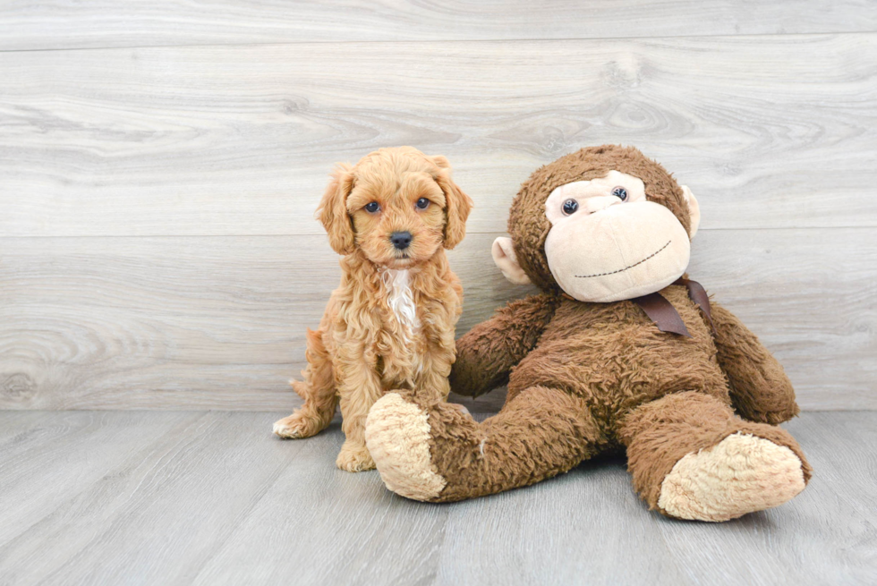 Happy Cavapoo Baby