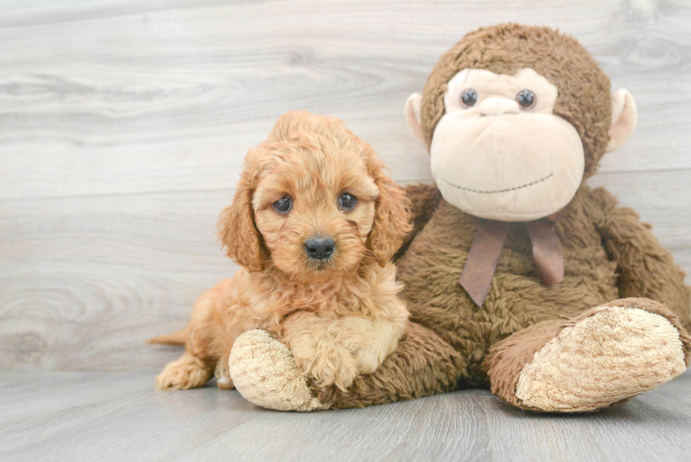 Cavapoo Puppy for Adoption