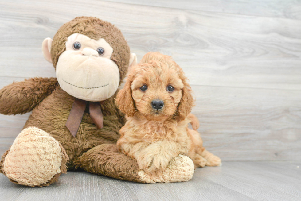 Hypoallergenic Cavoodle Poodle Mix Puppy