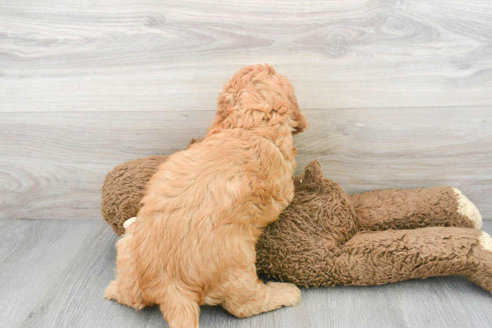 Hypoallergenic Cavoodle Poodle Mix Puppy