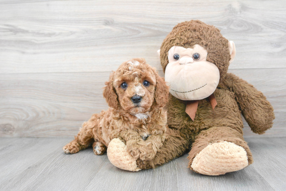 Smart Cavapoo Poodle Mix Pup