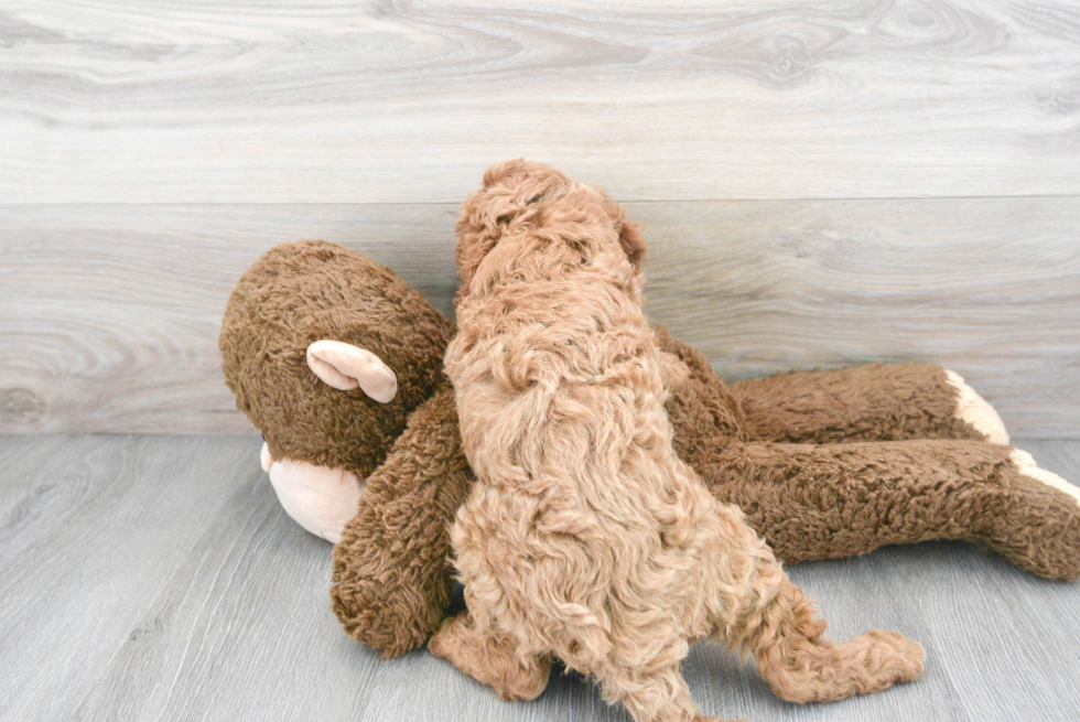 Best Cavapoo Baby