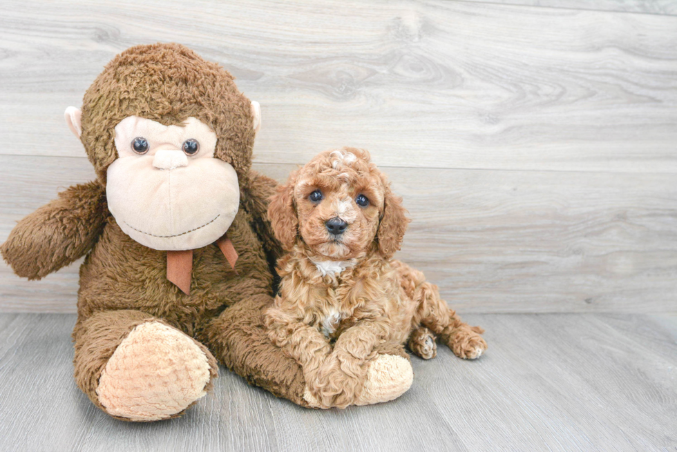 Cavapoo Pup Being Cute