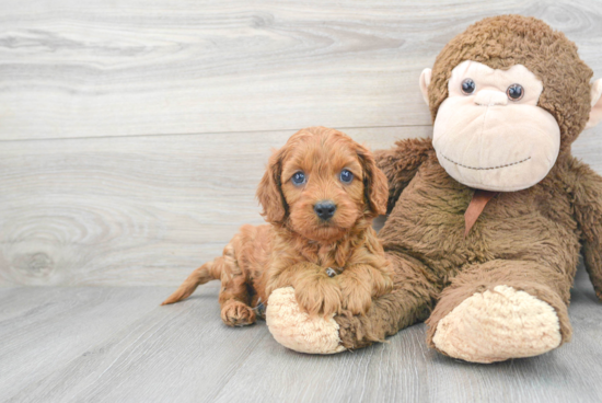 Cavapoo Puppy for Adoption