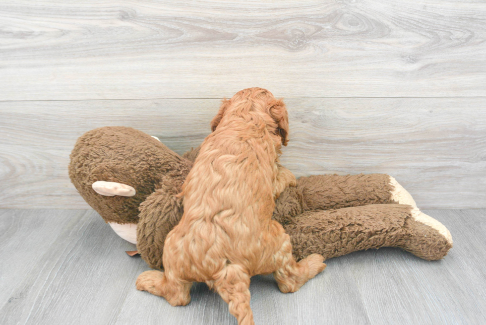 Cavapoo Pup Being Cute