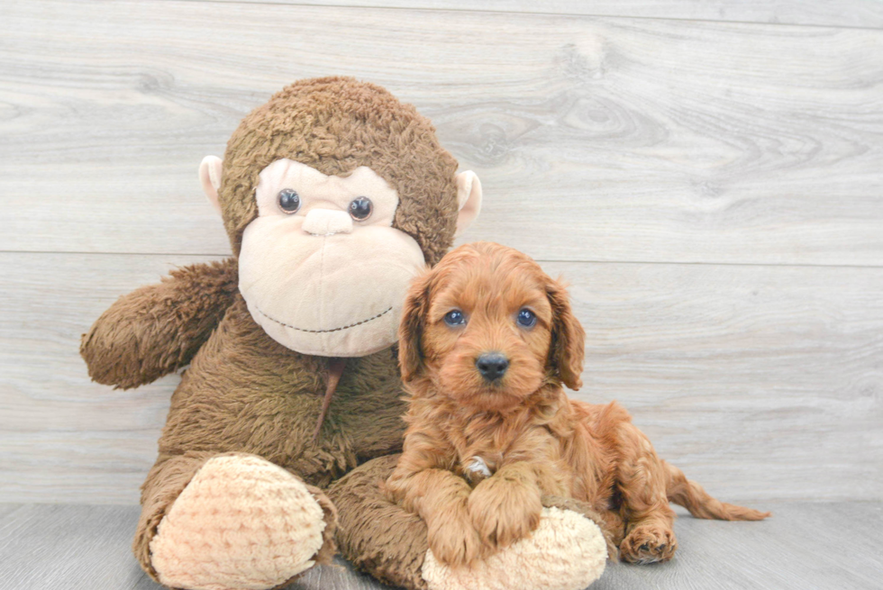 Cavapoo Puppy for Adoption